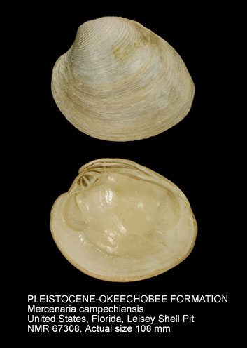 PLEISTOCENE-OKEECHOBEE FORMATION Mercenaria campechiensis.jpg - PLEISTOCENE-OKEECHOBEE FORMATION Mercenaria campechiensis (Gmelin,1791)